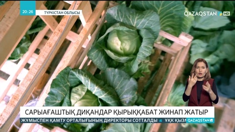 Сарыағаштық диқандар қырыққабат жинап жатыр
