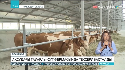 Ақсудағы тауарлы-сүт фермасында тексеру басталды