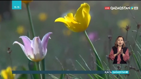Жамбыл облысының оңтүстігінде қызғалдақтар гүлдеді