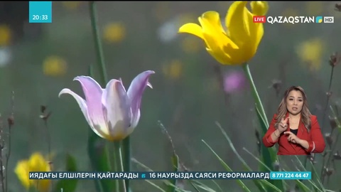 Жамбыл облысының оңтүстігінде қызғалдақтар гүлдей бастады