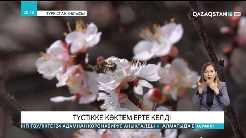 Еліміздің оңтүстігіне көктем биыл ерте келді