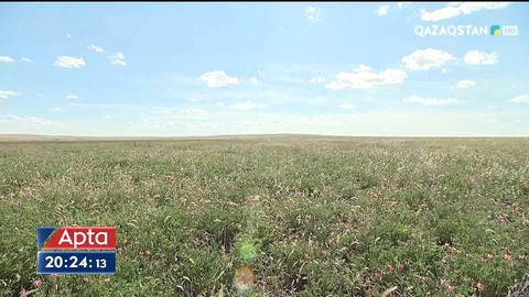 Биыл да қуаңшылық болады деген болжам бар