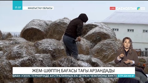 Маңғыстау облысында жем-шөптің бағасы арзандады