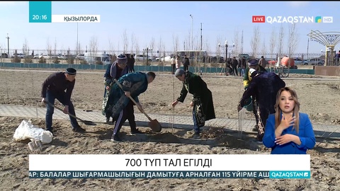 Қызылордалықтар Наурыз мейрамы қарсаңында 700 түп тал отырғызды