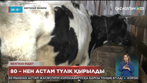 Қостанай облысында 80-нен астам түлік қырылды