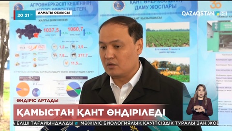 Талдықорғанда қамыстан қант өндіріледі