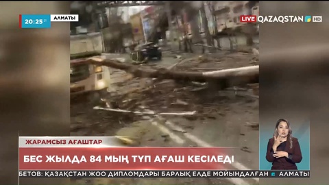 Алматыда алдағы бес жылда 84 мыңдай түп ағаш кесіледі