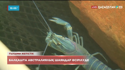 Балқашта австралиялық шаяндар өсірілуде