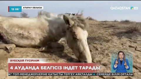 Атырау облысының 4 ауданында белгісіз індеттен жылқы қырылып жатыр