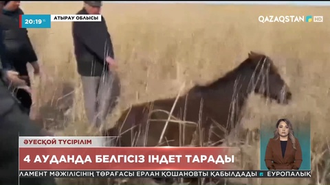 Атыраудағы мал қырғыны: Сынамадан қауіпті ауру анықталмады