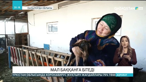 Қызылордалық Ляззат Пәрменқұлова  асыл тұқымды ешкі малын өсіріп, шаруашылығын дөңгелетіп отыр