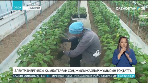 Шымкентте мыңнан астам фермер шығынға батты