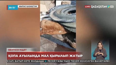 ШҚО-ның Қопа ауылында белгісіз індеттен мал қырылып жатыр