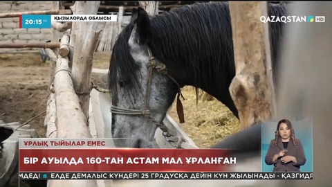 Қызылорда облысында 160-тан астам мал ұрланған