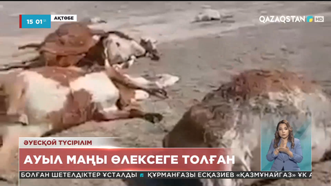 Үйіліп жатқан сиырлардың өлексесі тұрғындардың зәресін ұшырды