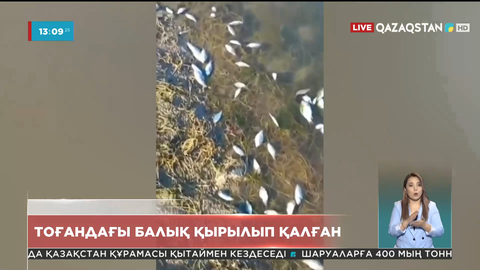 Өскемен қаласындағы жасанды су қоймалардың бірінде балық қырылып қалды