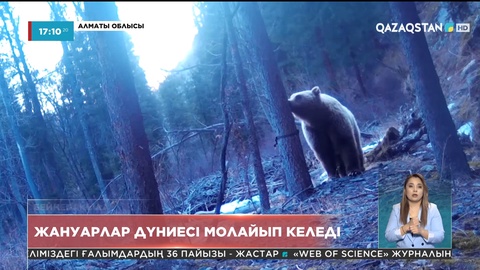 Ғылыми дәлел: Жоңғар Алатауы табиғи паркі аумағында 244 қоңыр аюы бар