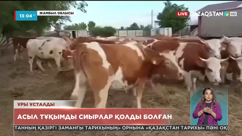 Жамбылда асыл тұқымды сиырлар қолды болған