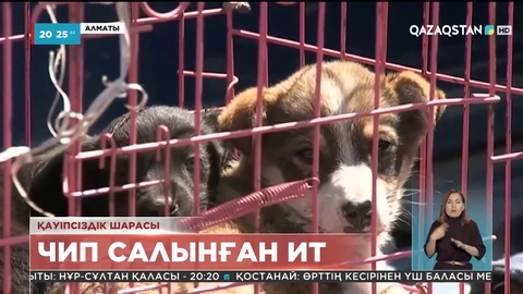 Алматыда үй жануарларына чип салынып жатыр