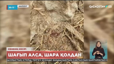 Шымкентте биыл кене шаққан науқастар былтырмен салыстырғанда үш еседен асып кетті