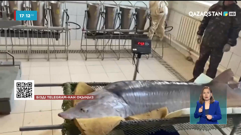 Атырауда Жайық өзенінен салмағы 200 кг болатын балық ауланды