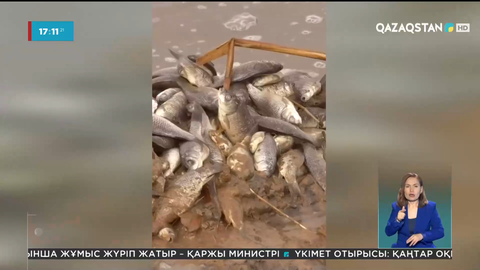 Батыс Қазақстанда тоғандар өлекседен тазартылып жатыр