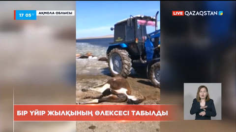 Ақмола облысының Ерейментау ауданында бір үйір жылқының өлексесі табылды