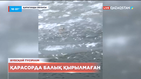 Қарағанды облысындағы Қарасор көлінде балық қырылып жатыр деген ақпаратты мамандар жоққа шығарды
