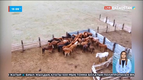 Павлодар облысында 40 бас жылқыны айдап кеткен қылмыстық топ ұсталды