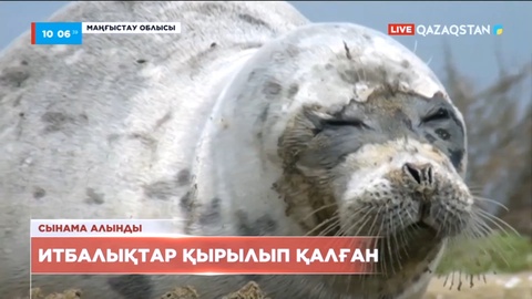 Маңғыстау облысы Каспий теңізінің жағасында итбалықтар қырылып жатыр
