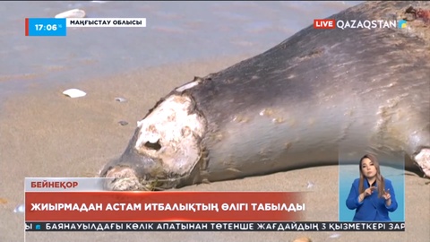 Қаражанбас кен орны аумағындағы теңіз жағасынан 22 итбалықтың денесі табылды