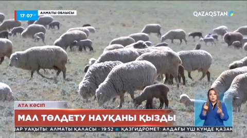 Жетісулық шопандар биыл 2 млн саулықтан төл алуды жоспарлап отыр