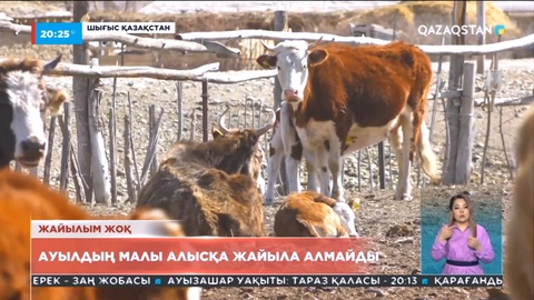 Шығыстағы Күршім ауданы Алғабас ауылының тұрғындары малын өрістете алмай отыр