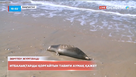 Каспий жағалауын барлау барасында 94 өлі итбалық табылды