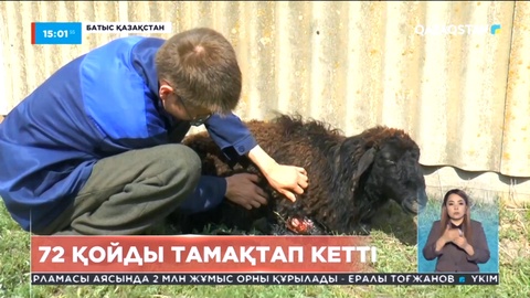 Батыс Қазақстан облысында қаңғыбас иттер 72 бас қойды қырып тастады