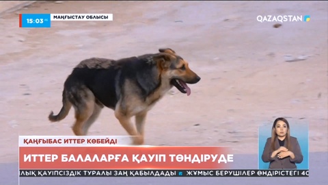 Маңғыстау облысында қаңғыбас иттер балалардың өміріне қауіп төндіруде