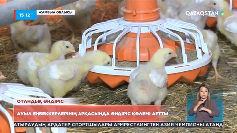 Жамбыл облысында құс шаруашылығымен айналысатын кәсіпкерлердің қатары артып келеді