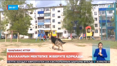 БҚО-да қаңғыбас ит мал-жанға қауіп төндіруде