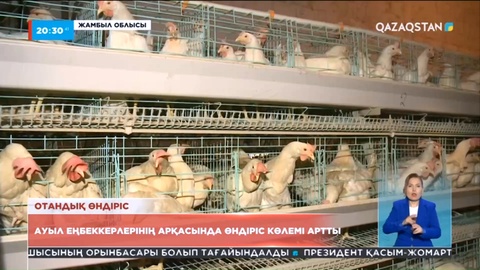 Жамбыл облысында құс шаруашылығымен айналысатын кәсіпкерлердің қатары артып келеді