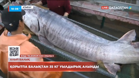 Атыраулық балықшылардың ауына түскен 200 келілік қорытпа балық Каспий теңізіне қайта жіберілді