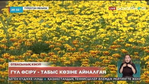 Түркістанда гүл өсіруді табыс көзіне айналдырған отбасы бар