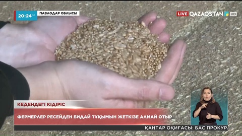Павлодар облысындағы шаруалар Ресейден бидай тұқымын жеткізе алмай отыр