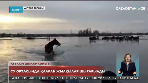 Ақтөбе облысында ағын суда қалған 30 бас жылқы құтқарылды