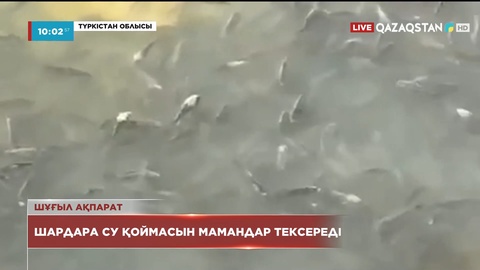 Балық қырылып жатыр: Шардара су қоймасын мамандар тексереді
