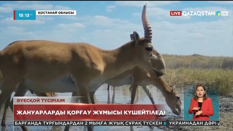 Елімізде жануарларды қорғау жұмысы күшейтіледі