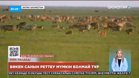 Батыс Қазақстанда киік лағын өргізді