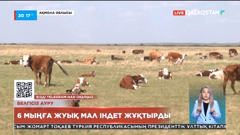 Ақмола облысында індетке шалдыққан төрт түлік  күрт көбейді