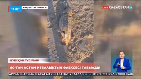 Каспий жағалауынан табылған итбалықтар қыс мезгілінде өлген болуы мүмкін