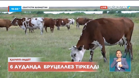Солтүстік Қазақстанның 6 ауданында бруцеллез анықталды