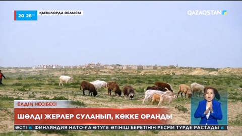 Қызылорда облысында шөлді жерлер суланып, көкке оранды